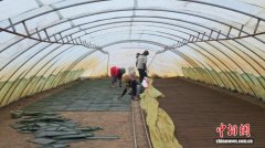 嫩江之畔黑土地奏响“智能春曲” 3000亩水稻育苗全程机械化